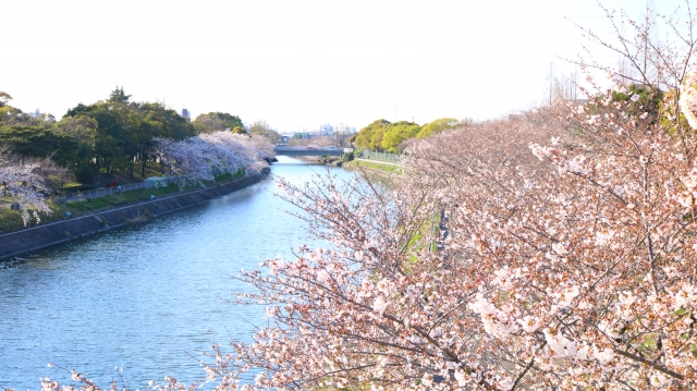 戸田川とさくら